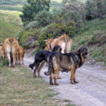Precauciones al hacer senderismo en El Salvador: Riesgo de animales peligrosos