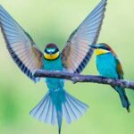 Los mejores senderos para la observación de aves en El Salvador