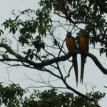 Senderos para observar aves en El Salvador: descubre su riqueza aviar