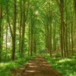 Lugares ideales para picnic y descanso en senderismo en El Salvador