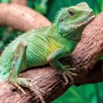 Guía de reptiles en caminatas en El Salvador: Explorando la vida silvestre